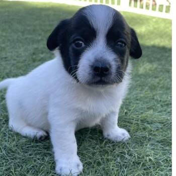 Vinnie -  Mixed Breed Dog for Adoption in Larkfield-wikiup, California - Vinnie | PetCurious