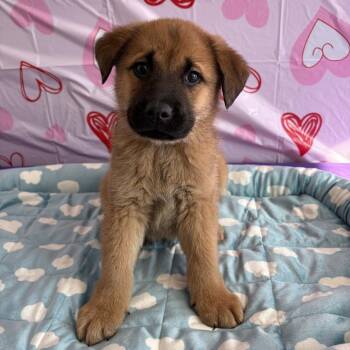 Mixed Breed Dogs Available for Adoption - Cajun | PetCurious