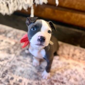 Blue Bonnet Sweet Angel Baby -  Pit Bull Terrier and American Staffordshire Terrier Dog for Adoption in Friendswood, Texas - Blue Bonnet Sweet Angel Baby | PetCurious
