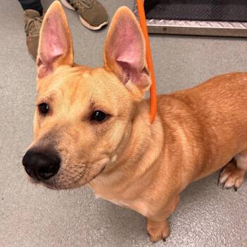 Cedar -  Terrier and Mixed Breed Dog for Adoption in Portland, Oregon - Cedar | PetCurious