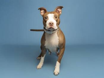 American Staffordshire Terrier Dogs Available for Adoption - INDI | PetCurious