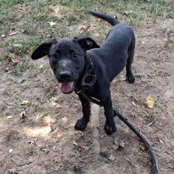Clover -  Black Labrador Retriever Dog for Adoption in Greenfield, Tennessee - Clover | PetCurious