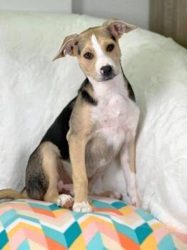 Shepherd and Mixed Breed Dogs Available for Adoption in Savage, Minnesota - Cleaning Crew Litter - Mr. Clean | PetCurious