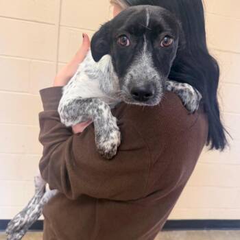 Greta -  Mixed Breed Dog for Adoption in Corinth, Mississippi - Greta | PetCurious