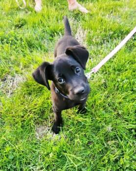 Black Labrador Retriever Dogs Available for Adoption - Luna  | PetCurious