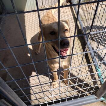 Golden Retriever and Shepherd Dogs Available for Adoption in Mineola, Texas - Spring | PetCurious