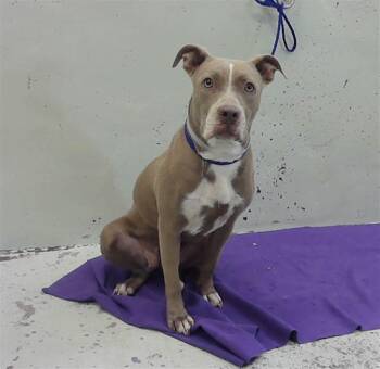 GIGI -  Staffordshire Bull Terrier and Mixed Breed Dog for Adoption in Houston, Texas - GIGI | PetCurious