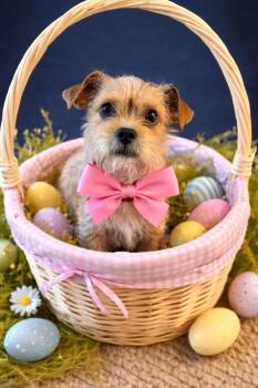 Shih Tzu Dogs Available for Adoption - Strawberry | PetCurious