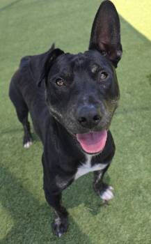 Riot -  Bull Terrier Dog for Adoption in Little Elm, Texas - Riot | PetCurious