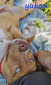 Yukon -  Husky and Staffordshire Bull Terrier Dog for Adoption in Norfolk, Massachusetts - Yukon | PetCurious