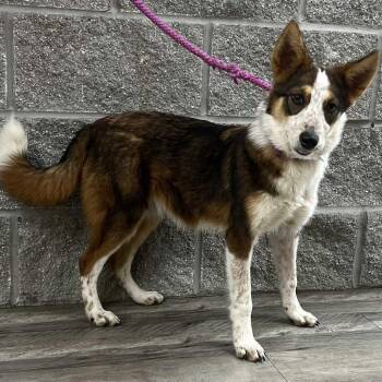 Rescue Border Collie Dogs for Adoption in Mount Pleasant, Texas - Kenya | PetCurious