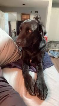 Black Labrador Retriever Dogs Available for Adoption - Thunderbolt | PetCurious