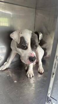 Mixed Breed Dogs Available for Adoption in Dallas, Texas - DEUCE LEROY JEFFERSON | PetCurious