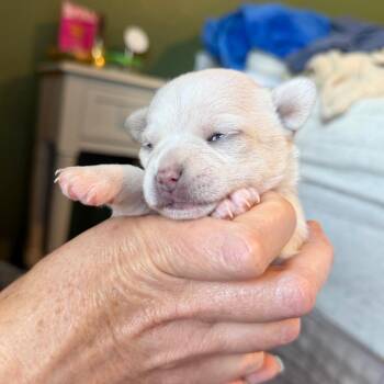 Lucy C-34362 -  Yorkshire Terrier and Chihuahua Dog for Adoption in Oklahoma City, Oklahoma - Lucy C-34362 | PetCurious
