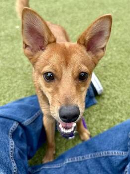 Little Guy -  Mixed Breed Dog for Adoption in Wichita, Kansas - Little Guy | PetCurious