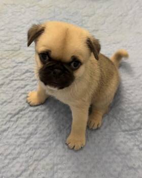 Winston -  Pug Dog for Adoption in Corona, California - Winston | PetCurious