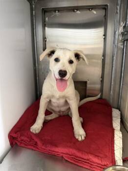 CHAD -  Anatolian Shepherd and Mixed Breed Dog for Adoption in San Jose, California - CHAD | PetCurious