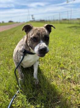Rescue Pit Bull Terrier Dogs for Adoption in Piedmont, Oklahoma - Cookie | PetCurious