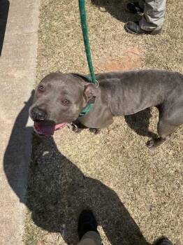 A479271 -  American Staffordshire Terrier Dog for Adoption in Oklahoma City, Oklahoma - A479271 | PetCurious