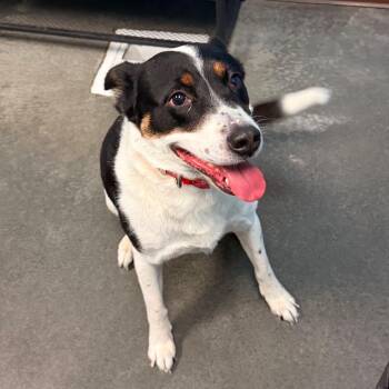 Quinn -  Border Collie and Mixed Breed Dog for Adoption in Idaho Falls, Idaho - Quinn | PetCurious