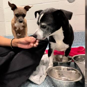 Daisy -  Chihuahua Dog for Adoption in Greensboro, North Carolina - Daisy | PetCurious
