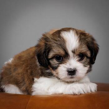 Shih Tzu and Havanese Dogs Available for Adoption - Hazel | PetCurious