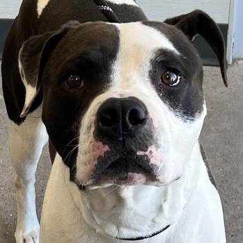 Mixed Breed Dogs Available for Adoption - Mozy | PetCurious