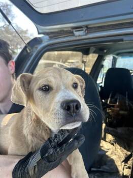 Labrador Retriever and Mixed Breed Dogs Available for Adoption - A372639 | PetCurious