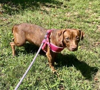 Rescue Terrier Dogs for Adoption in Annapolis, Maryland - Oklahoma | PetCurious