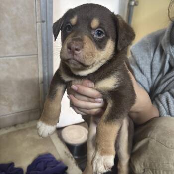 Shepherd Dogs Available for Adoption - Skippie | PetCurious