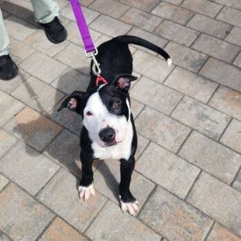 Apollo -  Pit Bull Terrier Dog for Adoption in New Rochelle, New York - Apollo | PetCurious