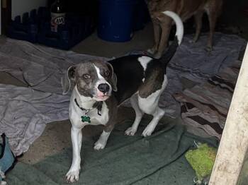 Beagle Dogs Available for Adoption in Aurora, Illinois - Susie | PetCurious