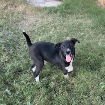 Mixed Breed Dogs Available for Adoption in Austin, Texas - Cyndaquil | PetCurious