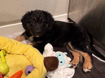 Australian Cattle Dog Blue Heeler Dogs Available for Adoption - Hervnick J. Snerz | PetCurious