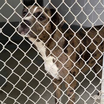 Pit Bull Terrier Dogs Available for Adoption in Columbus, North Carolina - Minnie | PetCurious