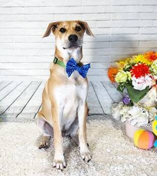 JOME -  Labrador Retriever Dog Available for Adoption in Castro Valley, California - JOME | PetCurious