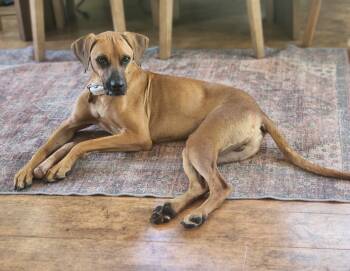 Rescue Hound Dogs for Adoption in Winter Garden, Florida - Devin | PetCurious