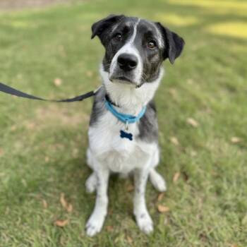 Anatolian Shepherd Dogs Available for Adoption in Cheyenne, Wyoming - Lollie | PetCurious