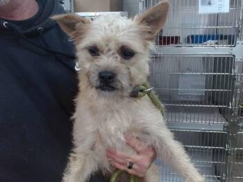 MOANA -  Border Terrier and Mixed Breed Dog for Adoption in Salinas, California - MOANA | PetCurious