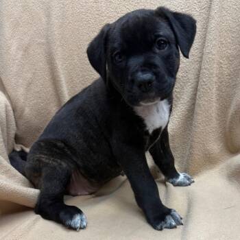 Zeus -  Mixed Breed Dog for Adoption in St. Peters, Missouri - Zeus | PetCurious