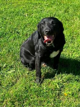 Jay Jay -  Australian Shepherd and Labrador Retriever Dog for Adoption in Ogdensburg, New York - Jay Jay | PetCurious