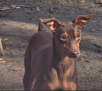 Miniature Pinscher Dogs Available for Adoption - Chanel | PetCurious
