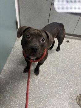 Pit Bull Terrier Dogs Available for Adoption in Oakland, California - Hyacinth | PetCurious