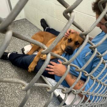 Milkshake -  Boxer and Mixed Breed Dog for Adoption in Parkersburg, West Virginia - Milkshake | PetCurious