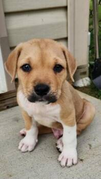 STITCH -  Boxer and Terrier Dog for Adoption in Louisville, Ohio - STITCH | PetCurious