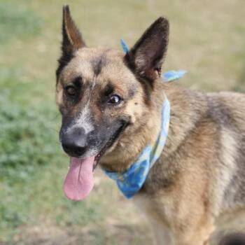 ASTRA -  German Shepherd Dog Dog for Adoption in San Antonio, Texas - ASTRA | PetCurious