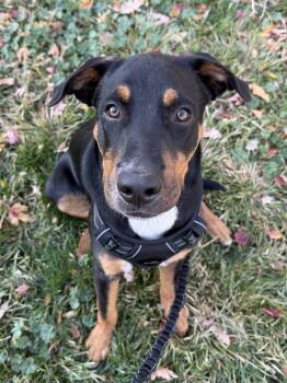 Bilbo -  Hound and Doberman Pinscher Dog for Adoption in Denver, Colorado - Bilbo | PetCurious