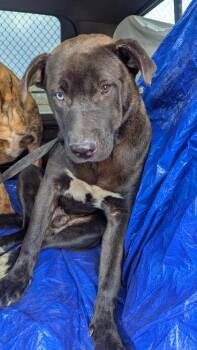 Canelo -  Mixed Breed Dog for Adoption in Atlanta, Georgia - Canelo | PetCurious