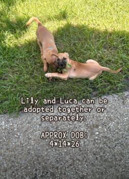 Luca -  Australian Shepherd Dog for Adoption in Plano, Texas - Luca | PetCurious