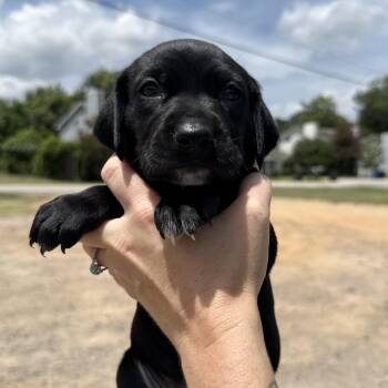 Oliver Twist -  Beagle and Boykin Spaniel Dog for Adoption in Columbia, South Carolina - Oliver Twist | PetCurious